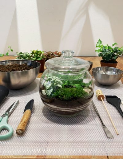 TERRARIUM kit per workshop