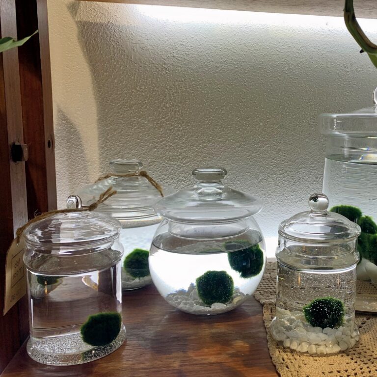 Marimo_2