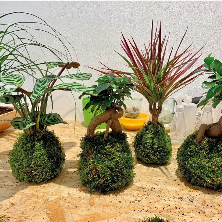 Kokedama_2