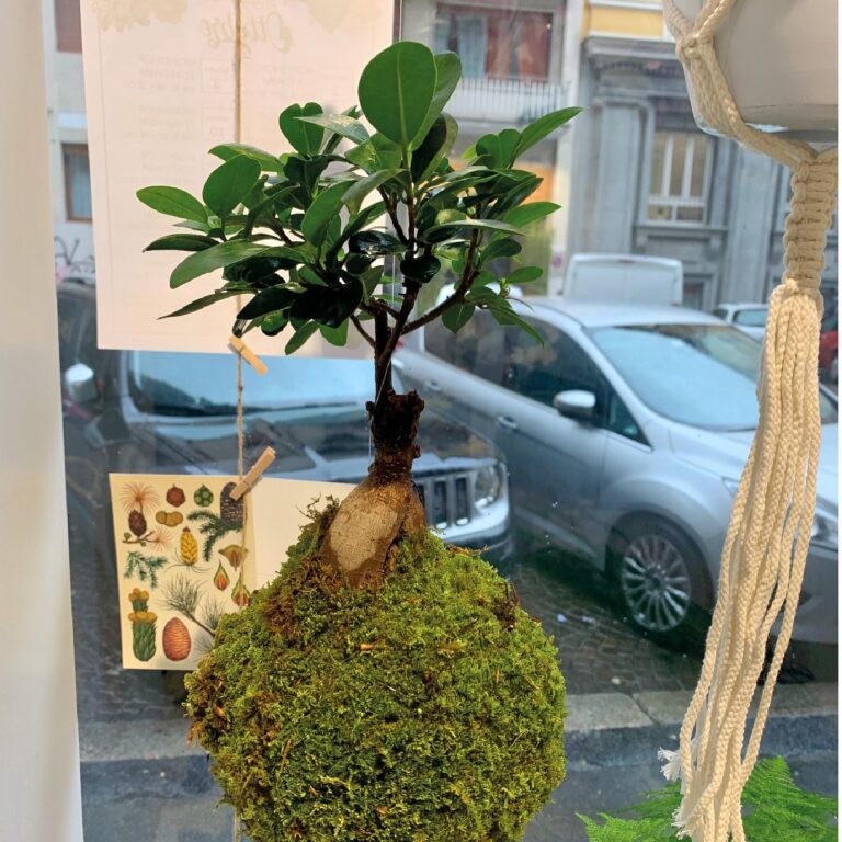 Kokedama_3