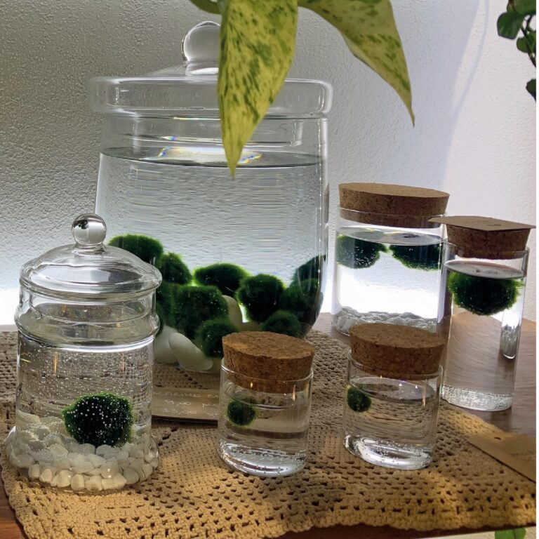 Marimo_4