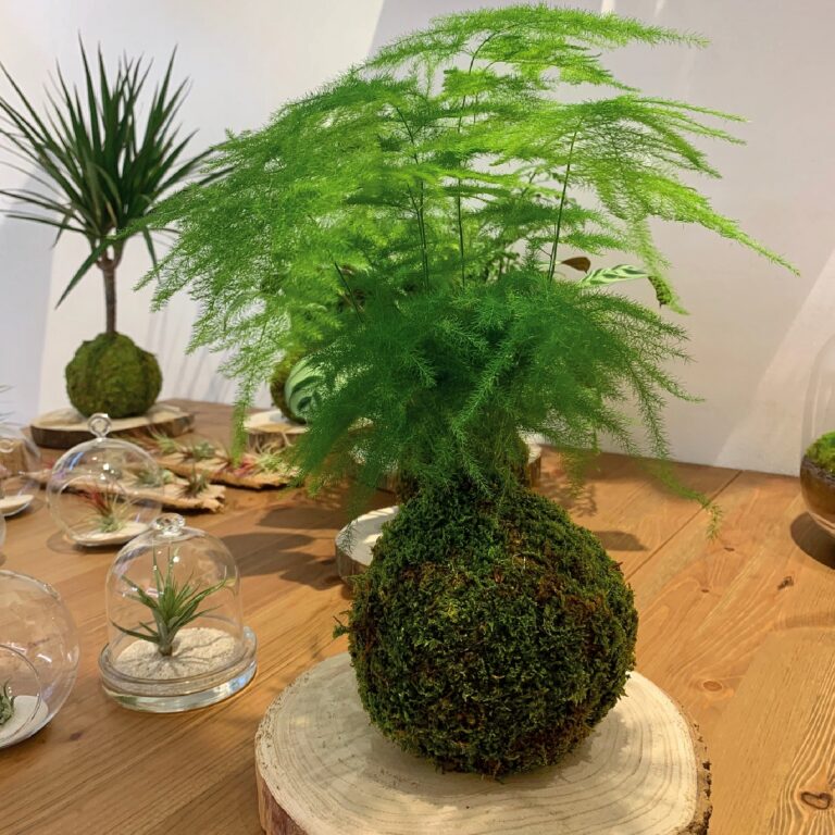 Kokedama_4