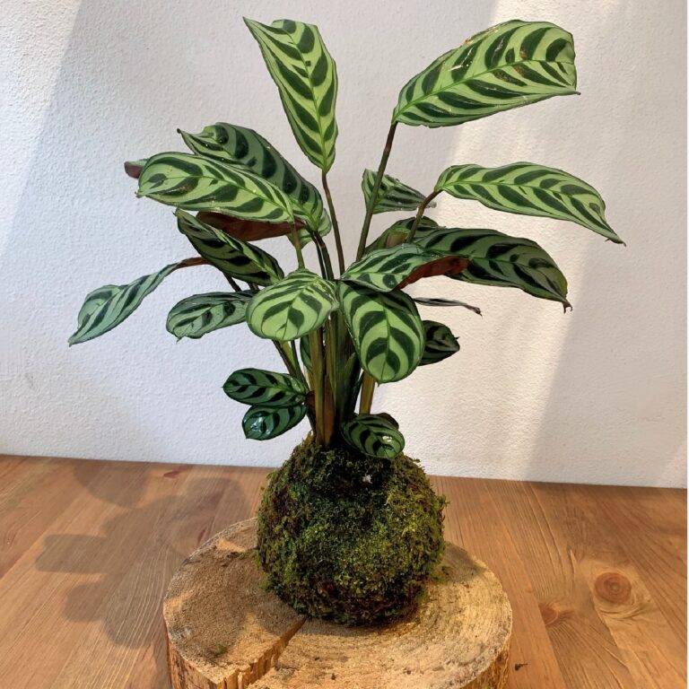 Kokedama_5