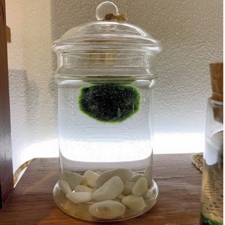 Marimo_6