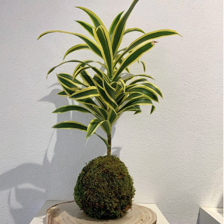 Kokedama_6