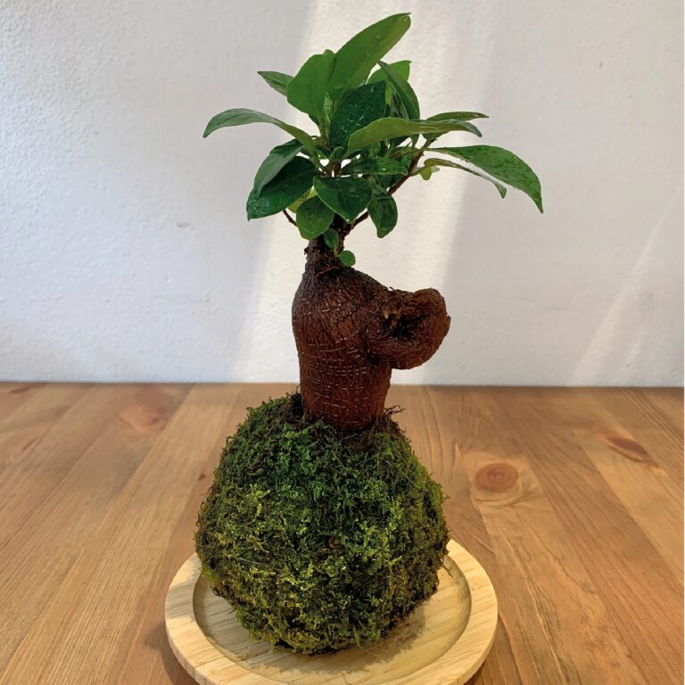 Kokedama_7