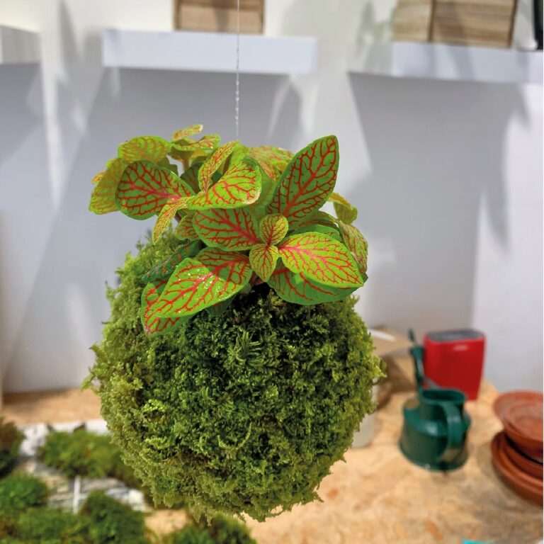 Kokedama_8