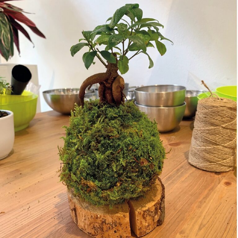 Kokedama_9